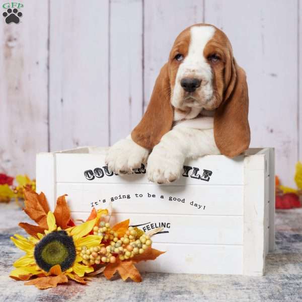 Shirley, Basset Hound Puppy